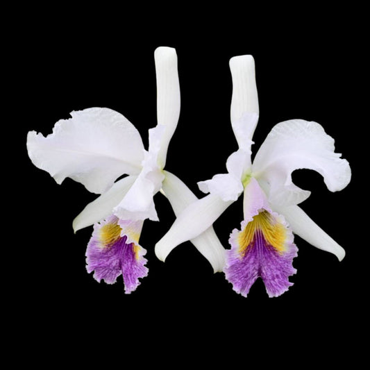 Cattleya gaskelliana var. coerulea x Cattleya mossiae var. coerulea Cattleya La Foresta Orchids