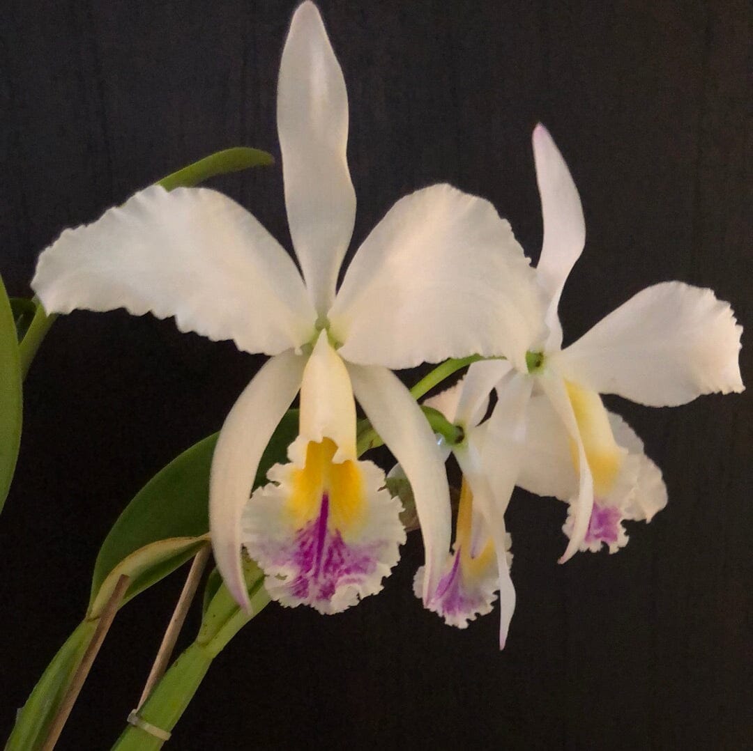 Cattleya gaskelliana var. semi alba 'Pinceladas' - In BLOOM! Cattleya La Foresta Orchids 