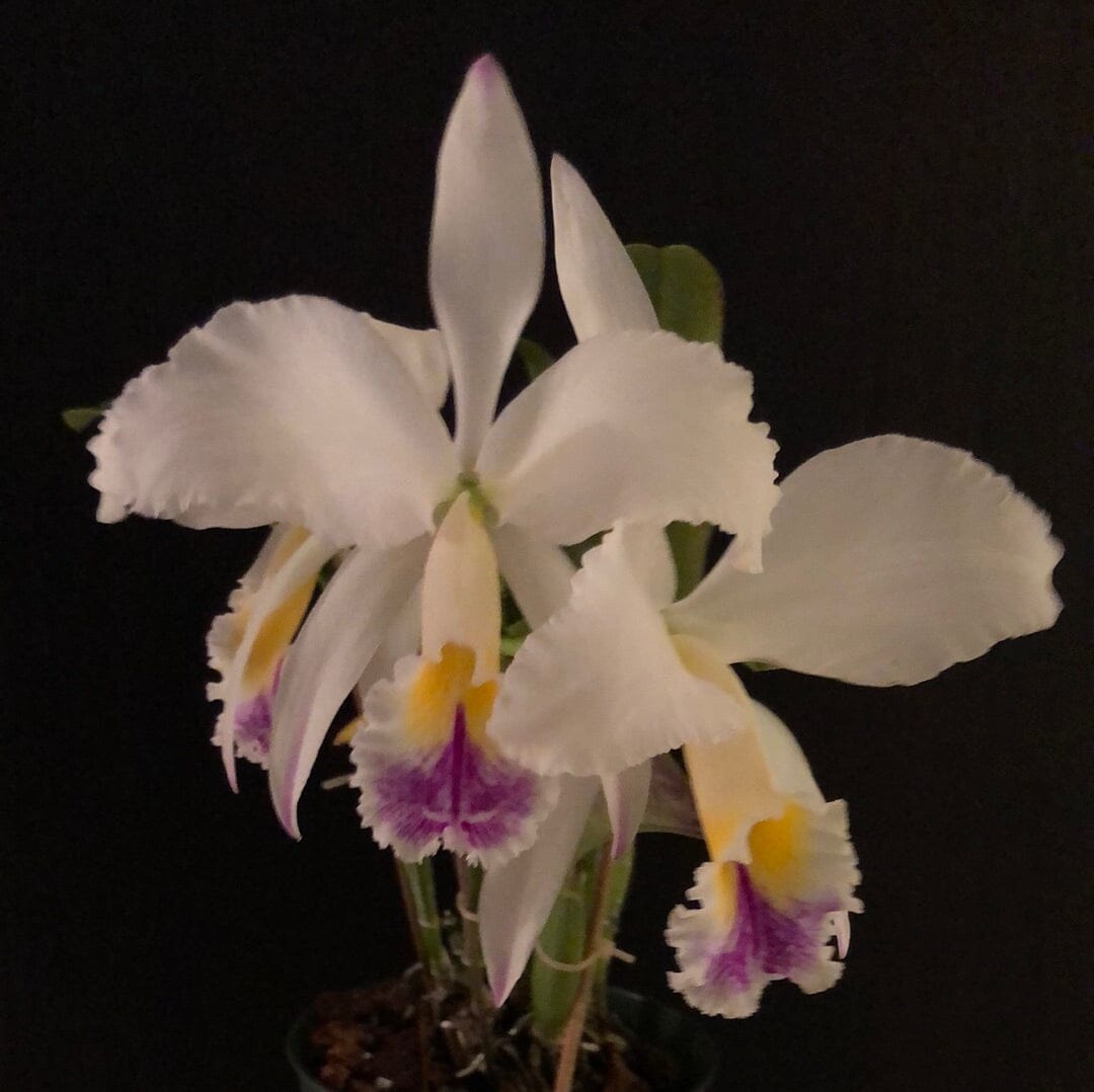 Cattleya gaskelliana var. semi alba 'Pinceladas' - In BLOOM! Cattleya La Foresta Orchids 