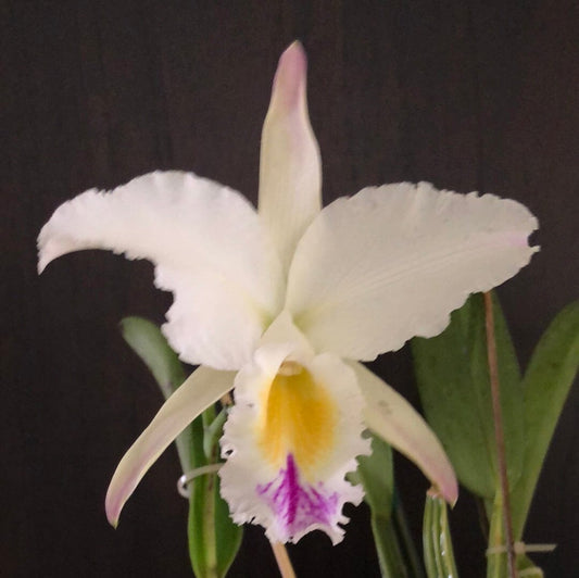 Cattleya gaskelliana var. semi alba 'Pinceladas' - In BLOOM! Cattleya La Foresta Orchids