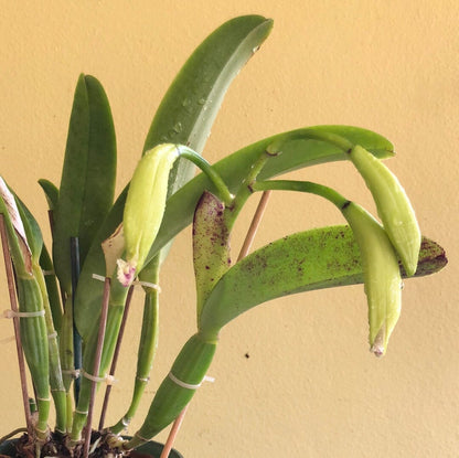 Cattleya gaskelliana var. semi alba 'Pinceladas' - In BUD! Cattleya La Foresta Orchids 
