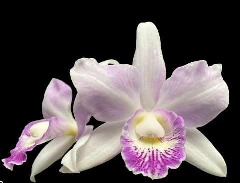 Cattleya Hawaiian Wedding Song x Caularthron bicornutum Cattleya La Foresta Orchids
