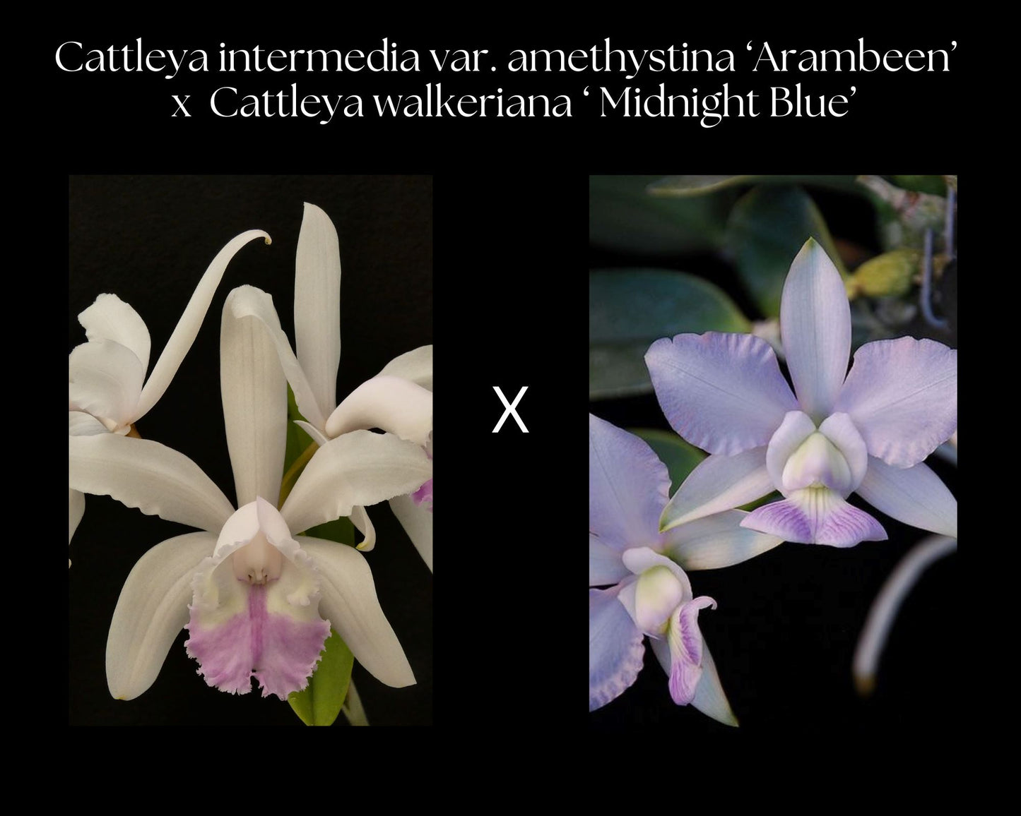 Cattleya intermedia var. amethystina 'Arambeen' x Cattleya walkeriana coerulea 'Midnight Blue.' Cattleya La Foresta Orchids 