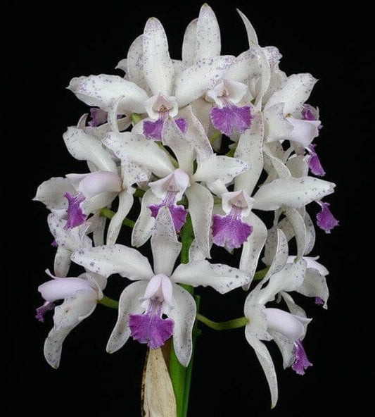 Cattleya intermedia var. coerulea x Cattleya amethystoglossa var. coerulea Cattleya La Foresta Orchids