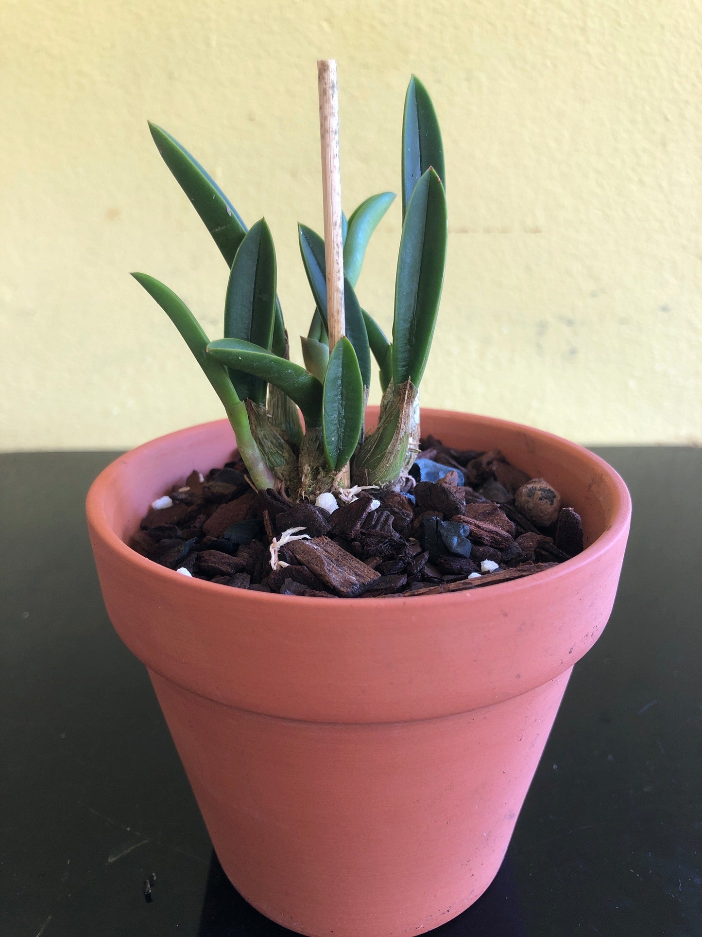Cattleya itambana Cattleya La Foresta Orchids