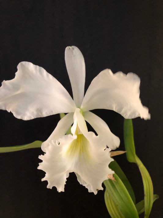 Cattleya jenmanii var. alba - In BLOOM! Cattleya La Foresta Orchids