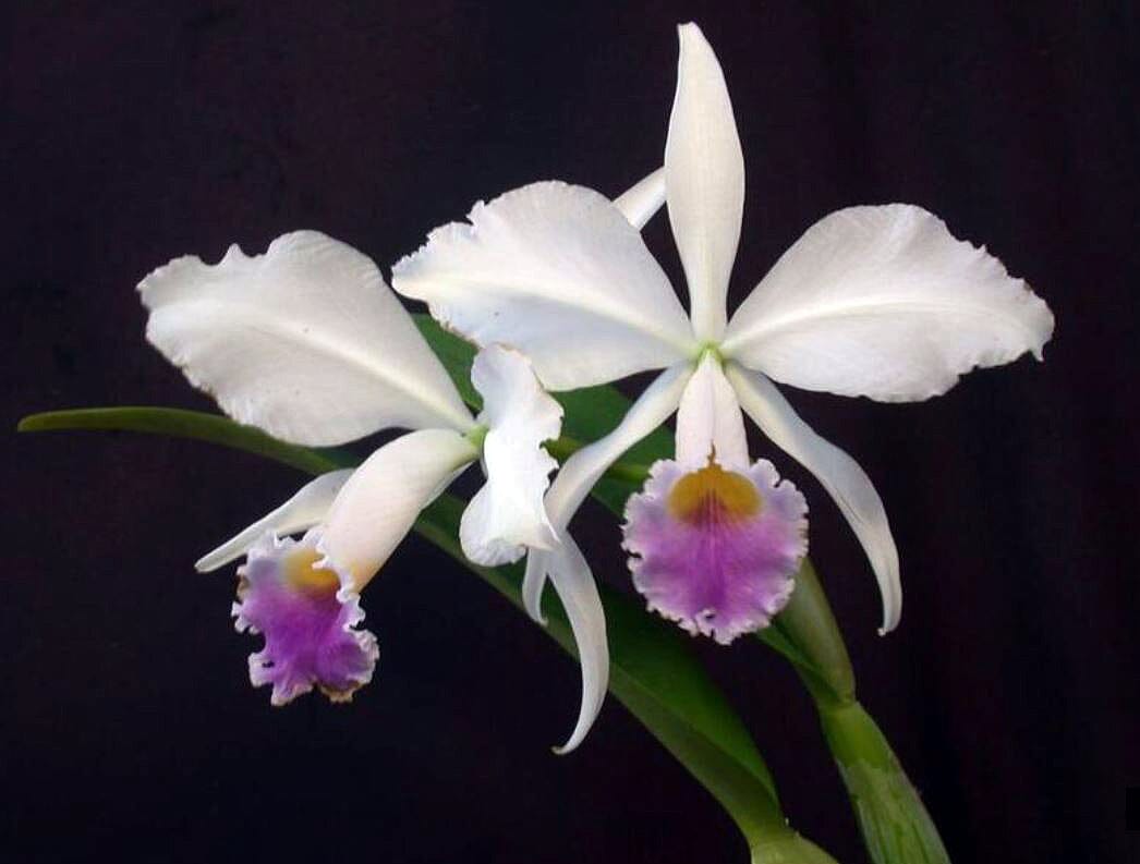 Cattleya jenmanii var. alba x Cattleya trianae var. coerulea 'Blue' Cattleya La Foresta Orchids 