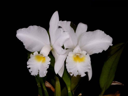 Cattleya jenmanii var. alba x Cattleya trianae var. coerulea 'Blue' Cattleya La Foresta Orchids 