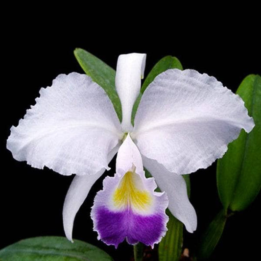 Cattleya jenmanii var. alba x Cattleya trianae var. coerulea 'Blue' Cattleya La Foresta Orchids