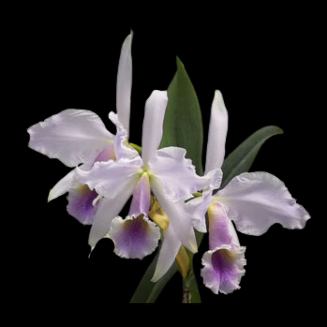 Cattleya jenmanii var. coerulea - In BLOOM! Cattleya La Foresta Orchids 
