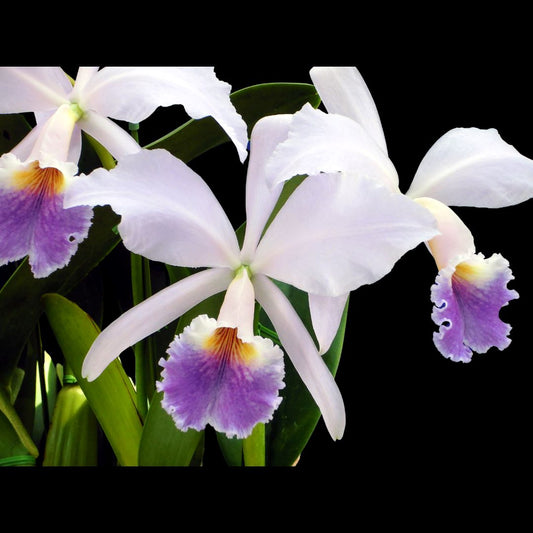 Cattleya jenmanii var. coerulea - In BLOOM! Cattleya La Foresta Orchids 
