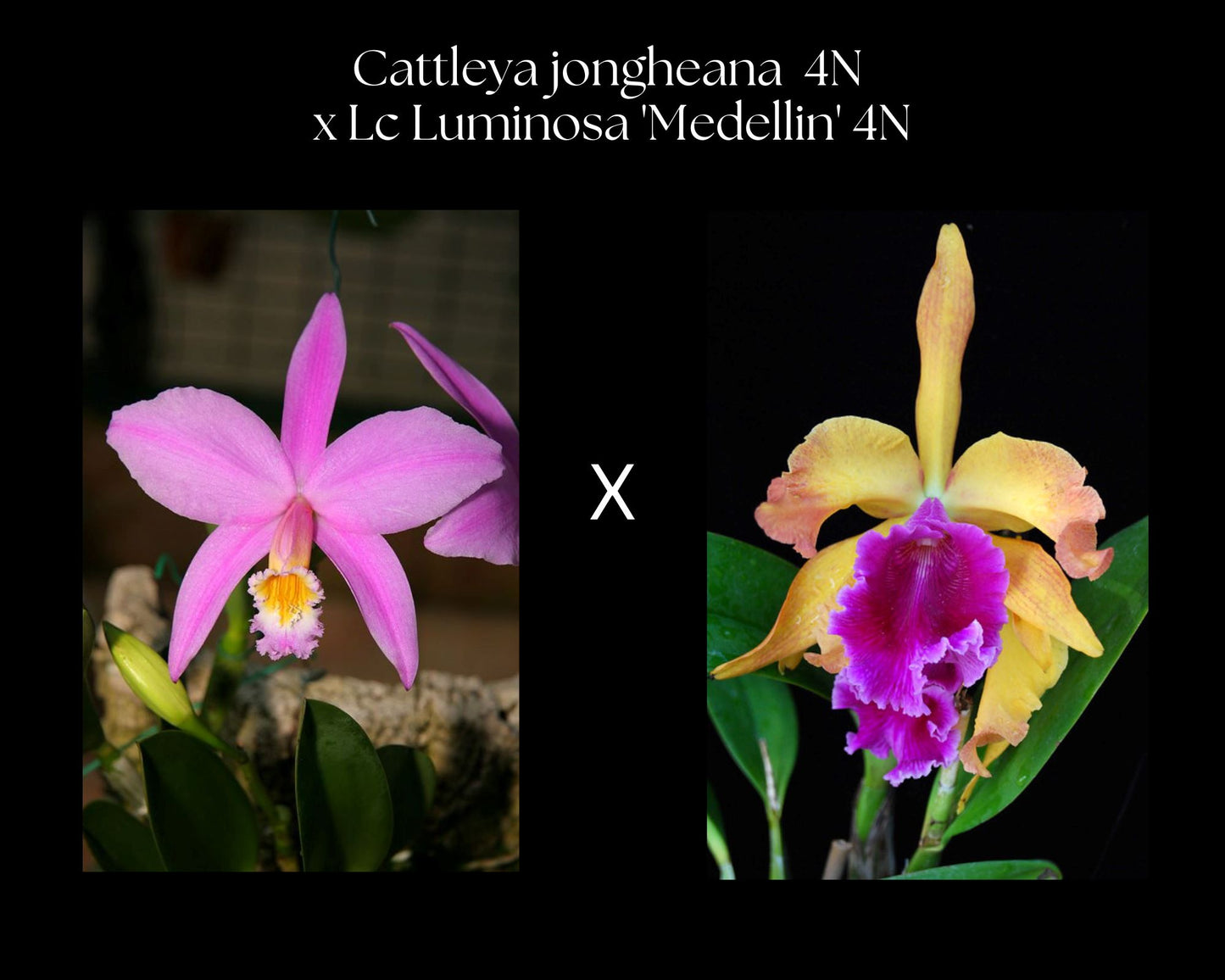 Cattleya jongheana 4N x Cattleya Luminosa 4N Cattleya La Foresta Orchids
