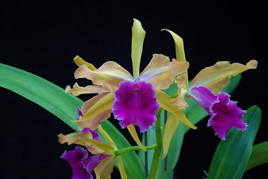 Cattleya jongheana 4N x Cattleya Luminosa 4N Cattleya La Foresta Orchids