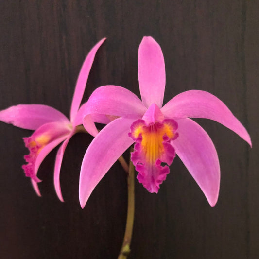 Cattleya jongheana × Cattleya mantiqueirae - In BUD! Cattleya La Foresta Orchids