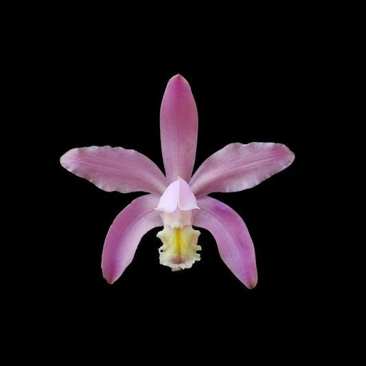 Cattleya kerrii Cattleya La Foresta Orchids 