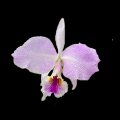 Cattleya labiata var. coerulea 'September Mist' Cattleya La Foresta Orchids 