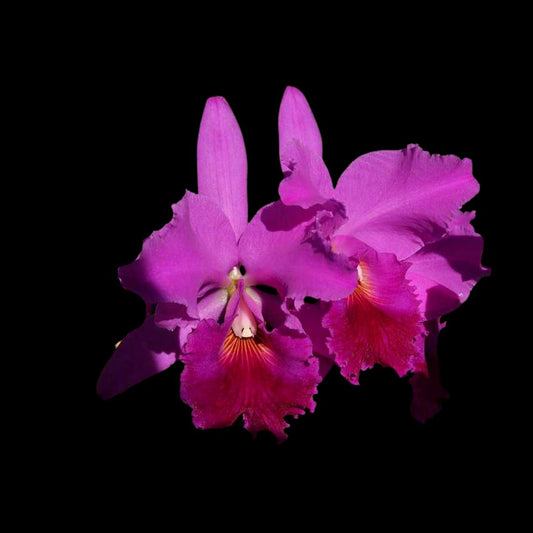 Cattleya labiata var. flammea Cattleya La Foresta Orchids