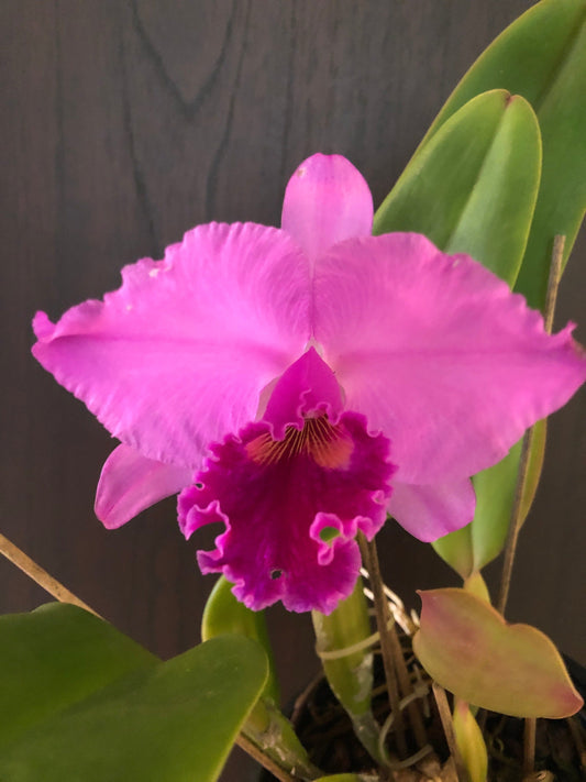 Cattleya labiata var. rubra Cattleya La Foresta Orchids