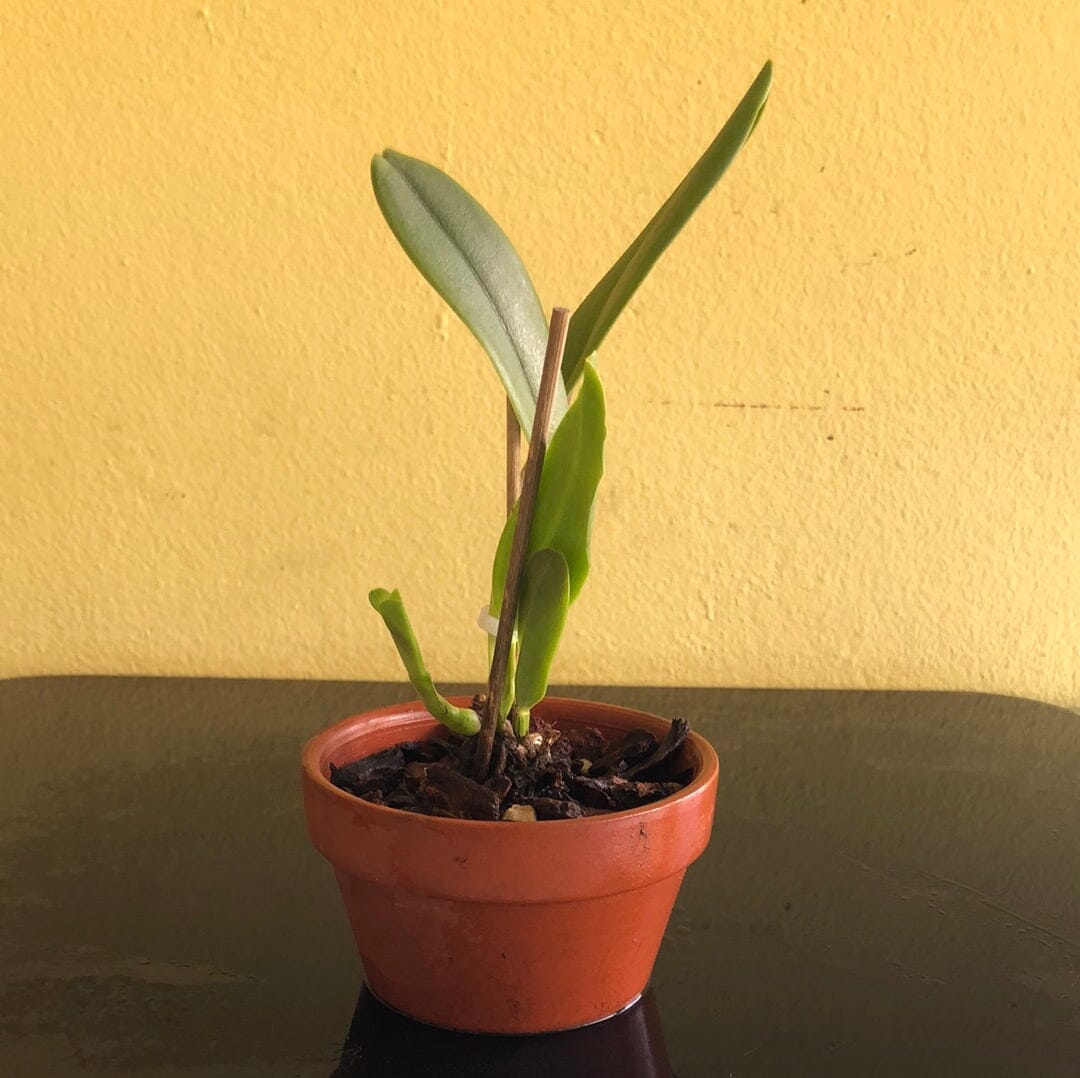 Cattleya labiata var. semi alba x Cattleya perrinii var. semi alba Cattleya La Foresta Orchids
