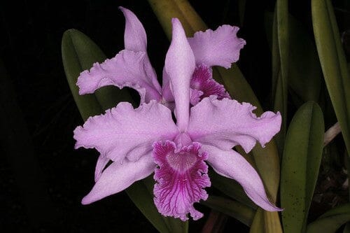Cattleya lobata var. tipo Cattleya La Foresta Orchids