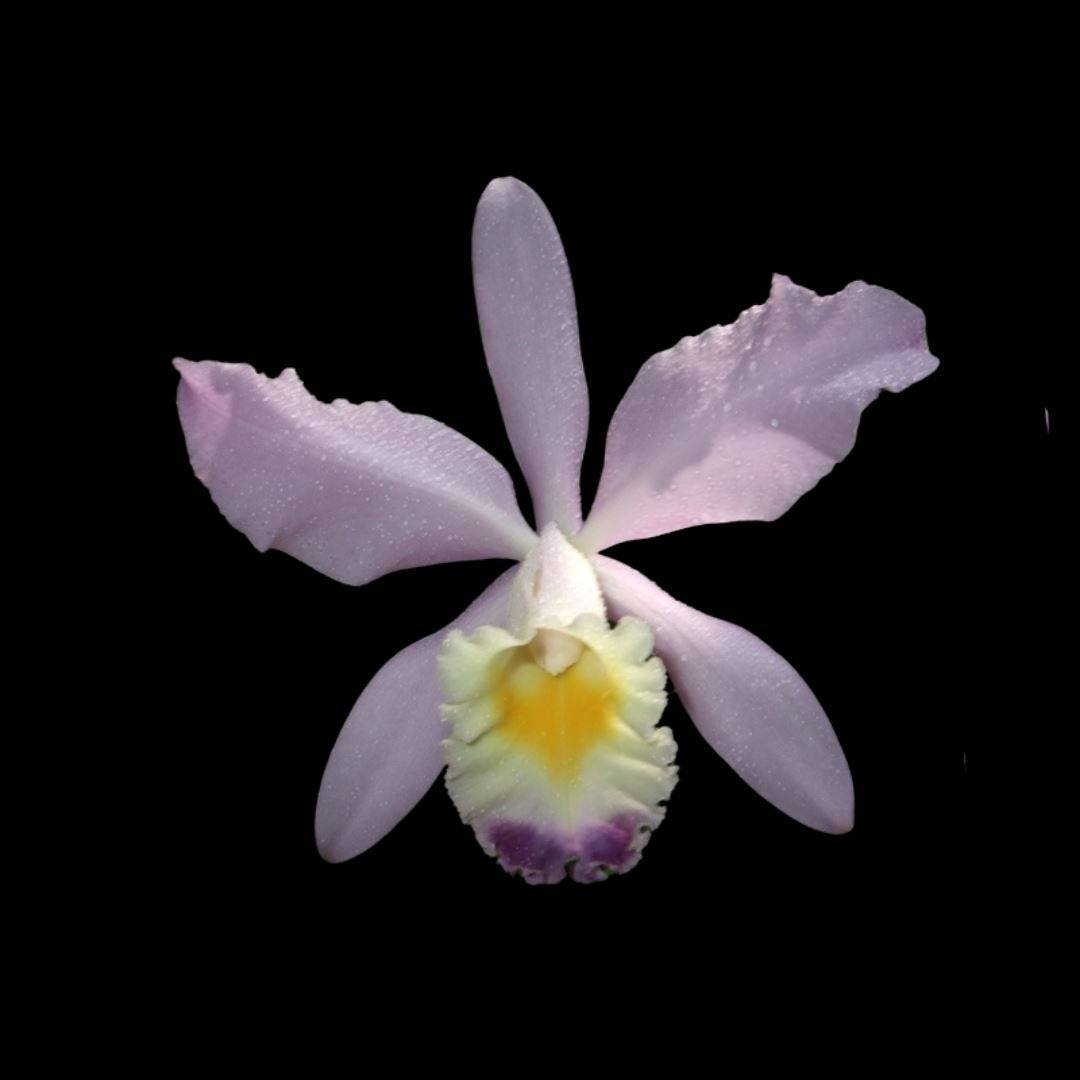 Cattleya loddigesii var. coerulea x Cattleya warneri var. coerulea Cattleya La Foresta Orchids 