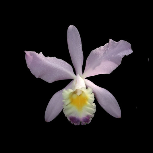 Cattleya loddigesii var. coerulea x Cattleya warneri var. coerulea Cattleya La Foresta Orchids