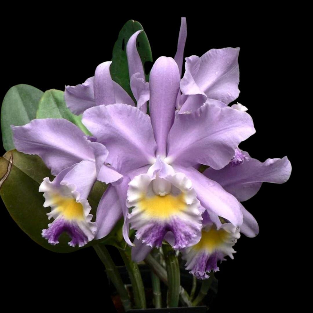 Cattleya loddigesii var. coerulea x Cattleya warneri var. coerulea Cattleya La Foresta Orchids 