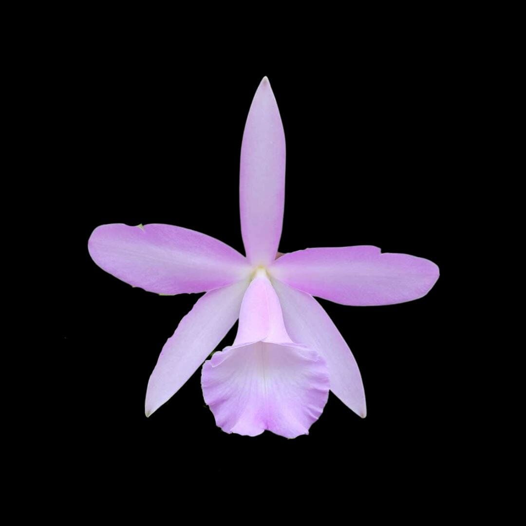 Cattleya loddigessi x Brassavola nodosa Cattleya La Foresta Orchids 