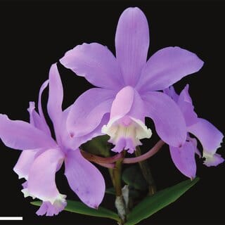 Cattleya loddigessi x Brassavola nodosa Cattleya La Foresta Orchids 