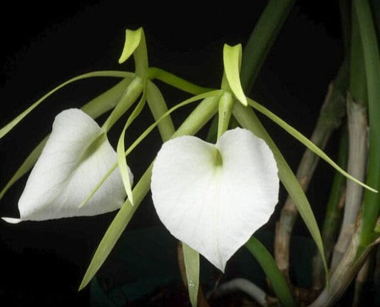 Cattleya loddigessi x Brassavola nodosa Cattleya La Foresta Orchids