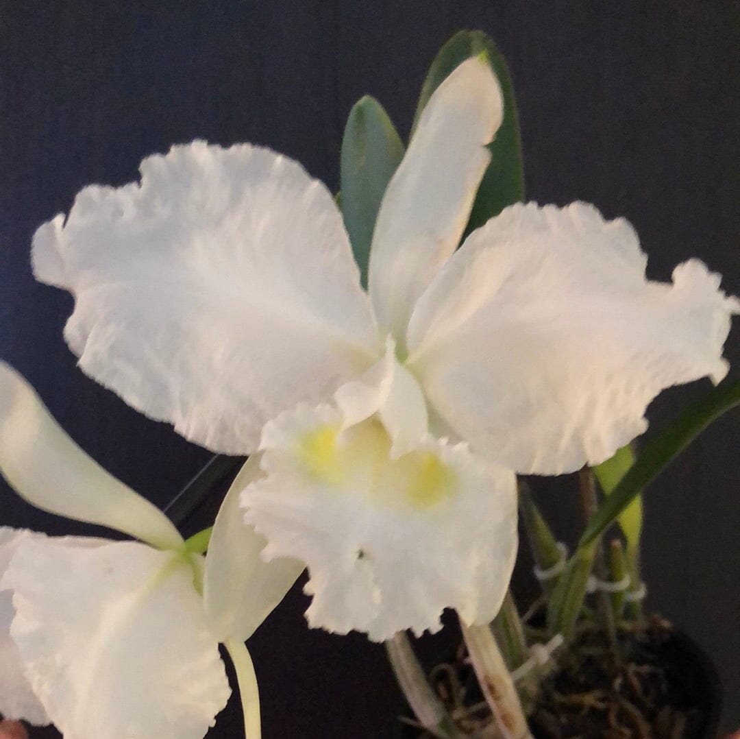 Cattleya lueddemanniana var. alba - In BLOOM! Cattleya La Foresta Orchids 