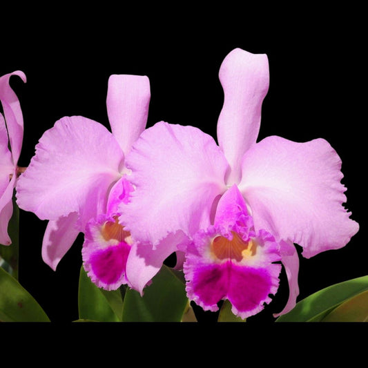 Cattleya lueddemanniana var. concolor x Cattleya trianae var. tipo 'Full Moon' La Foresta Orchids
