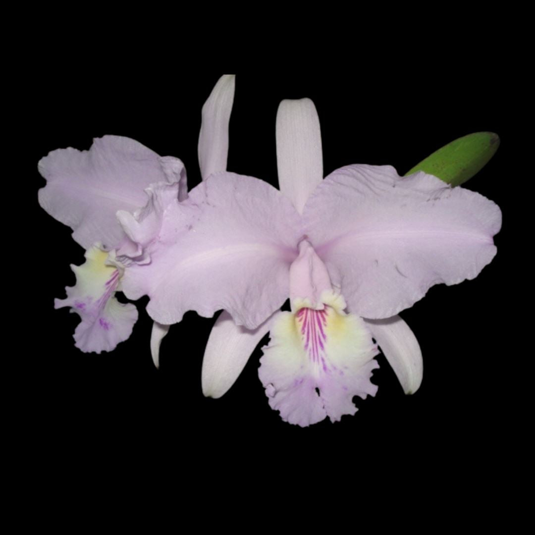Cattleya lueddemanniana var. concolor x Cattleya trianae var. tipo 'Full Moon' La Foresta Orchids 