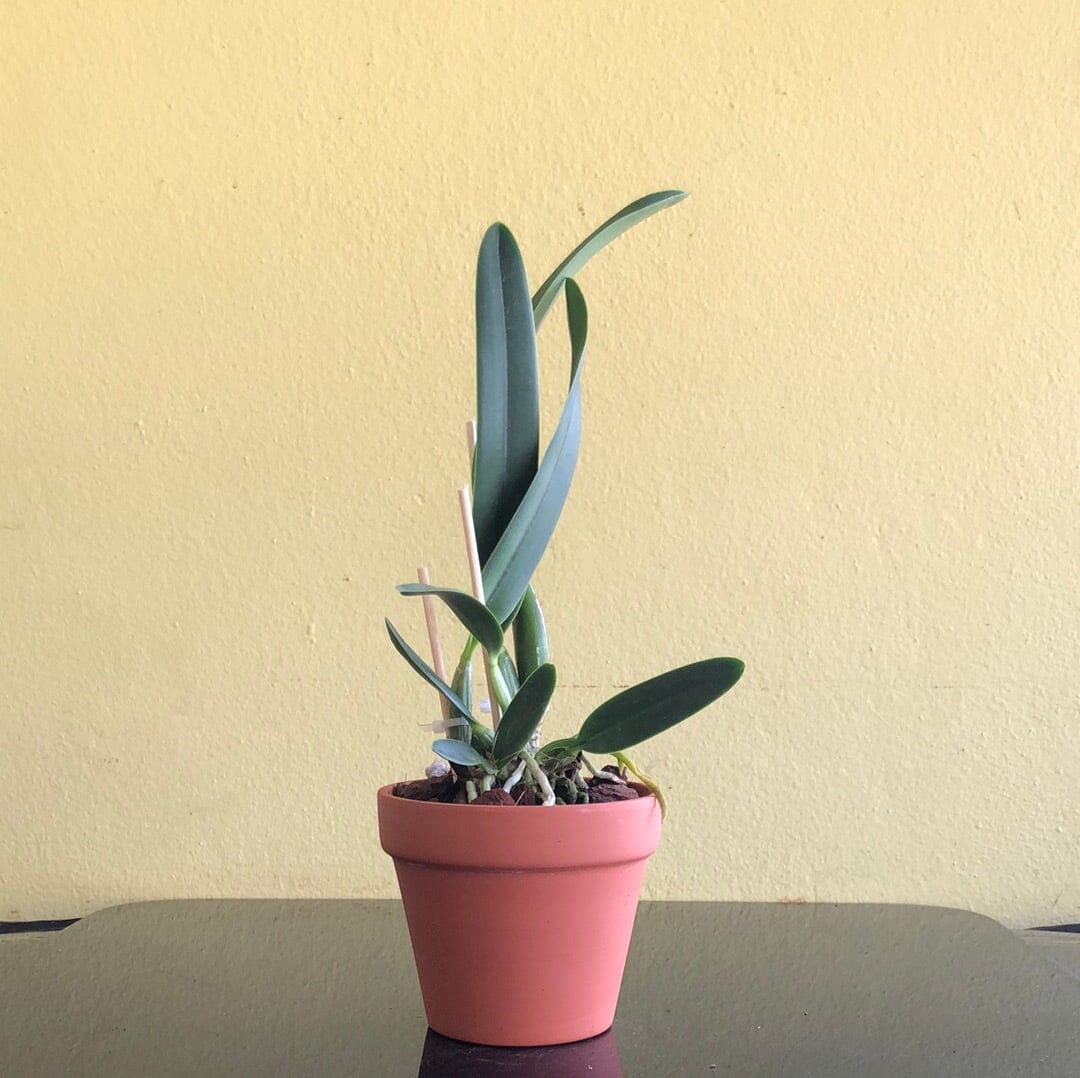 Cattleya lueddemanniana var. rubra ‘Overlapping’ x Cattleya warscewiczii var. tipo ‘Oscuro’ Cattleya La Foresta Orchids