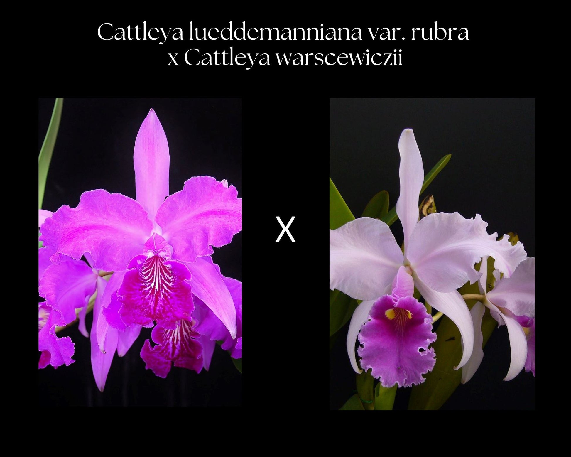 Cattleya lueddemanniana var. rubra x Cattleya warscewiczii var. tipo Cattleya La Foresta Orchids 