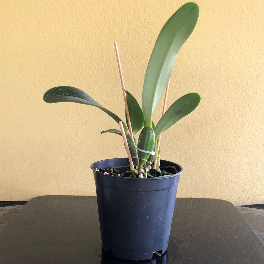 Cattleya lueddemanniana var. semi alba Cattleya La Foresta Orchids
