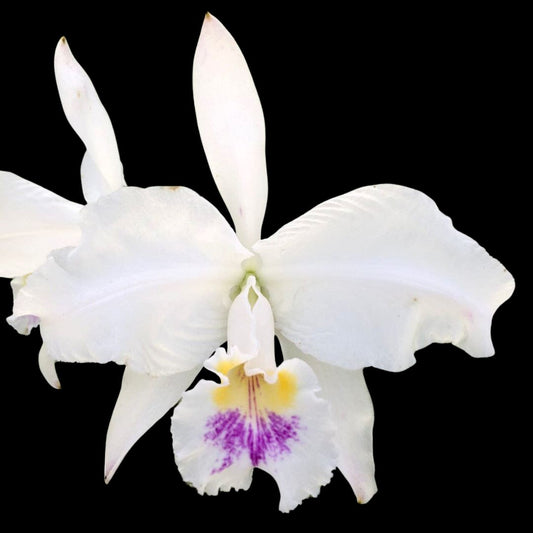 Cattleya lueddemanniana var. semi alba Cattleya La Foresta Orchids