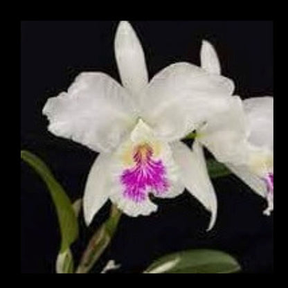 Cattleya lueddemanniana var. semi alba Cattleya La Foresta Orchids 
