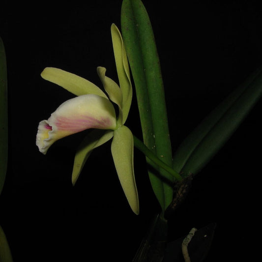 Cattleya luteola Cattleya La Foresta Orchids