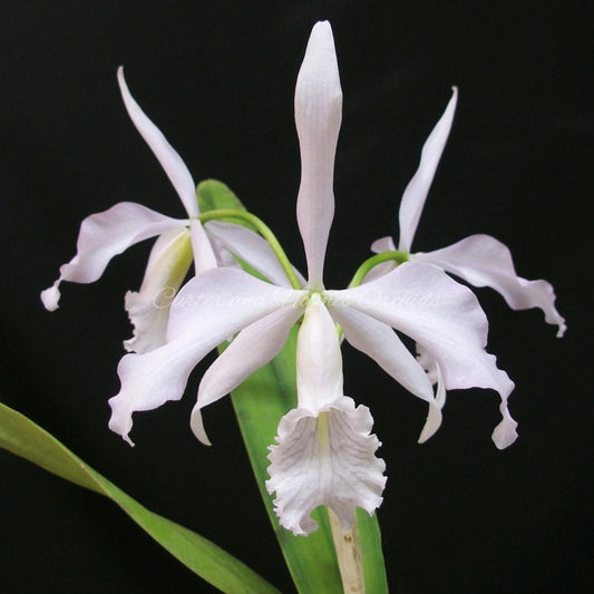 Cattleya maxima Cattleya La Foresta Orchids var. coerulea