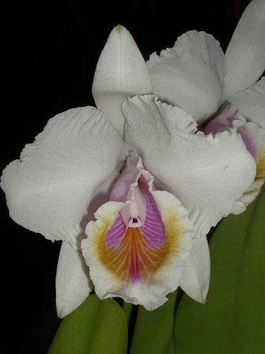 Cattleya maxima var alba 'Kathleen' x Cattleya candida 'Tsubota Splash' Cattleya La Foresta Orchids
