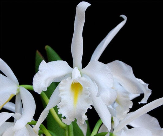 Cattleya maxima var alba 'Kathleen' x Cattleya candida 'Tsubota Splash' Cattleya La Foresta Orchids 