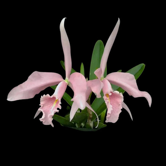 Cattleya maxima var. carnea 'Salmon Beauty' Cattleya La Foresta Orchids