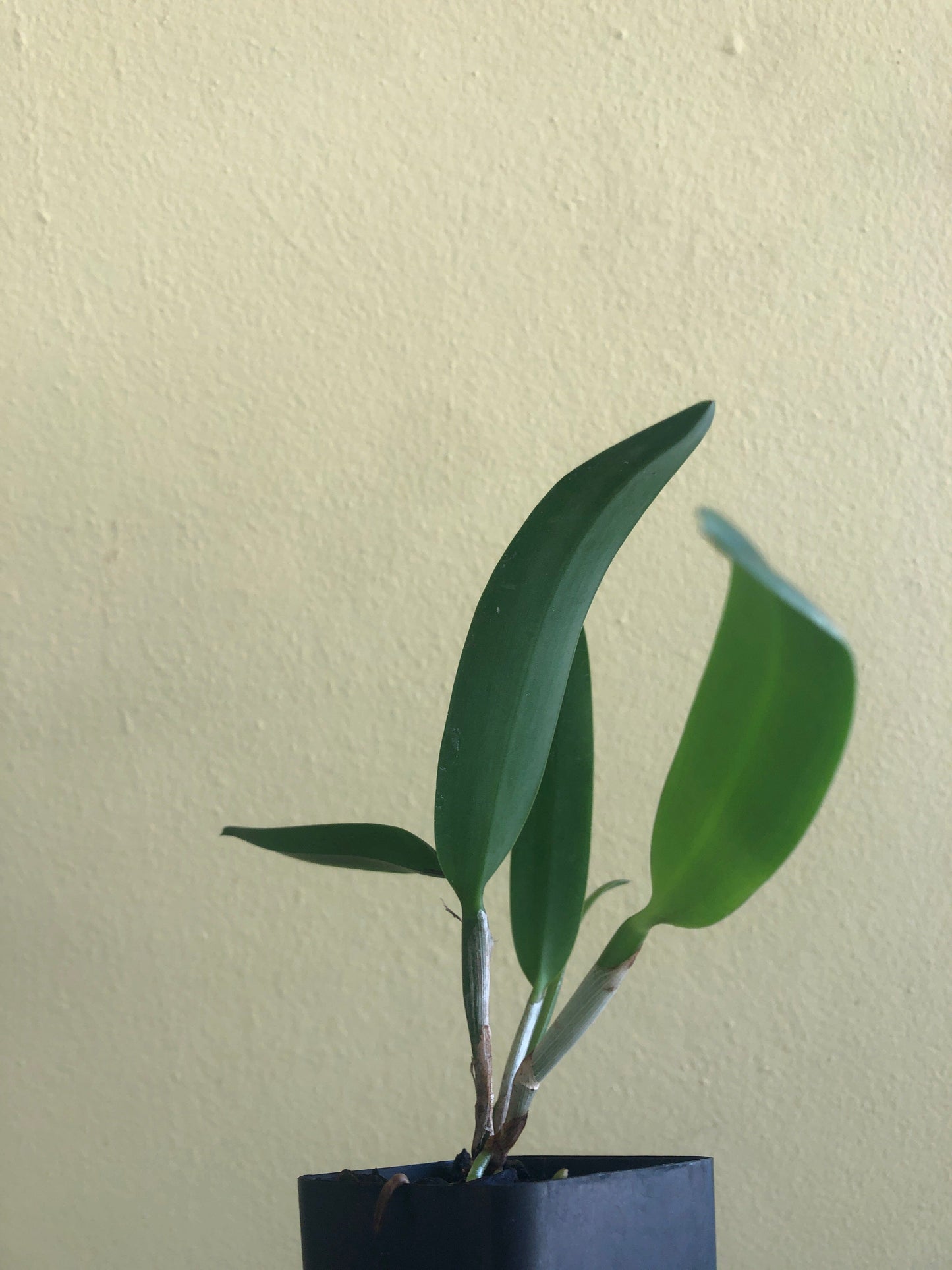 Cattleya maxima var. carnea 'Salmon Beauty' Cattleya La Foresta Orchids