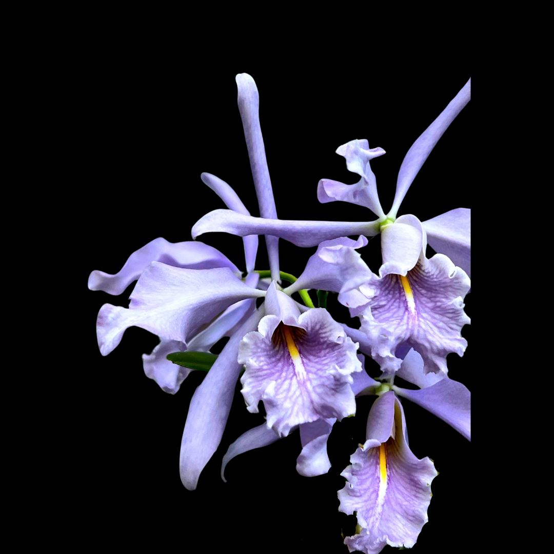 Cattleya maxima var. coerulea Cattleya La Foresta Orchids 