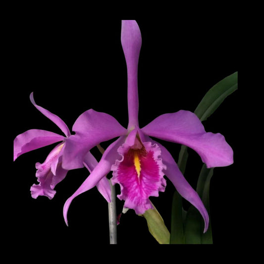 Cattleya maxima var. tipo 'Wild Girl' AM/AOS x Cattleya maxima var. rubra 'Elegance' AM/AOS Cattleya La Foresta Orchids