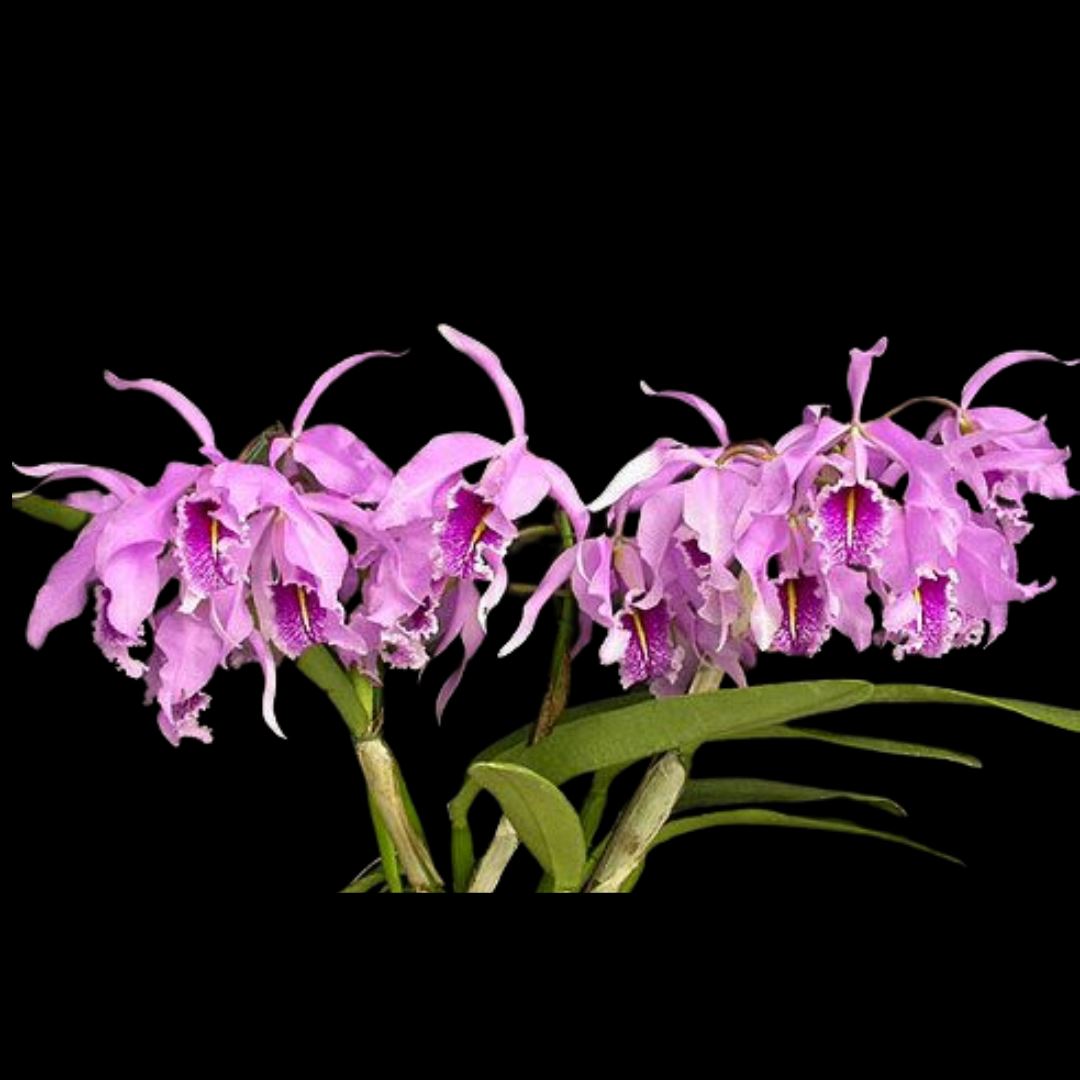 Cattleya maxima var. tipo 'Wild Girl' AM/AOS x Cattleya maxima var. rubra 'Elegance' AM/AOS Cattleya La Foresta Orchids 