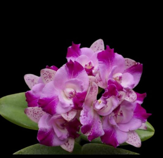 Cattleya Monte Elegante Cattleya La Foresta Orchids