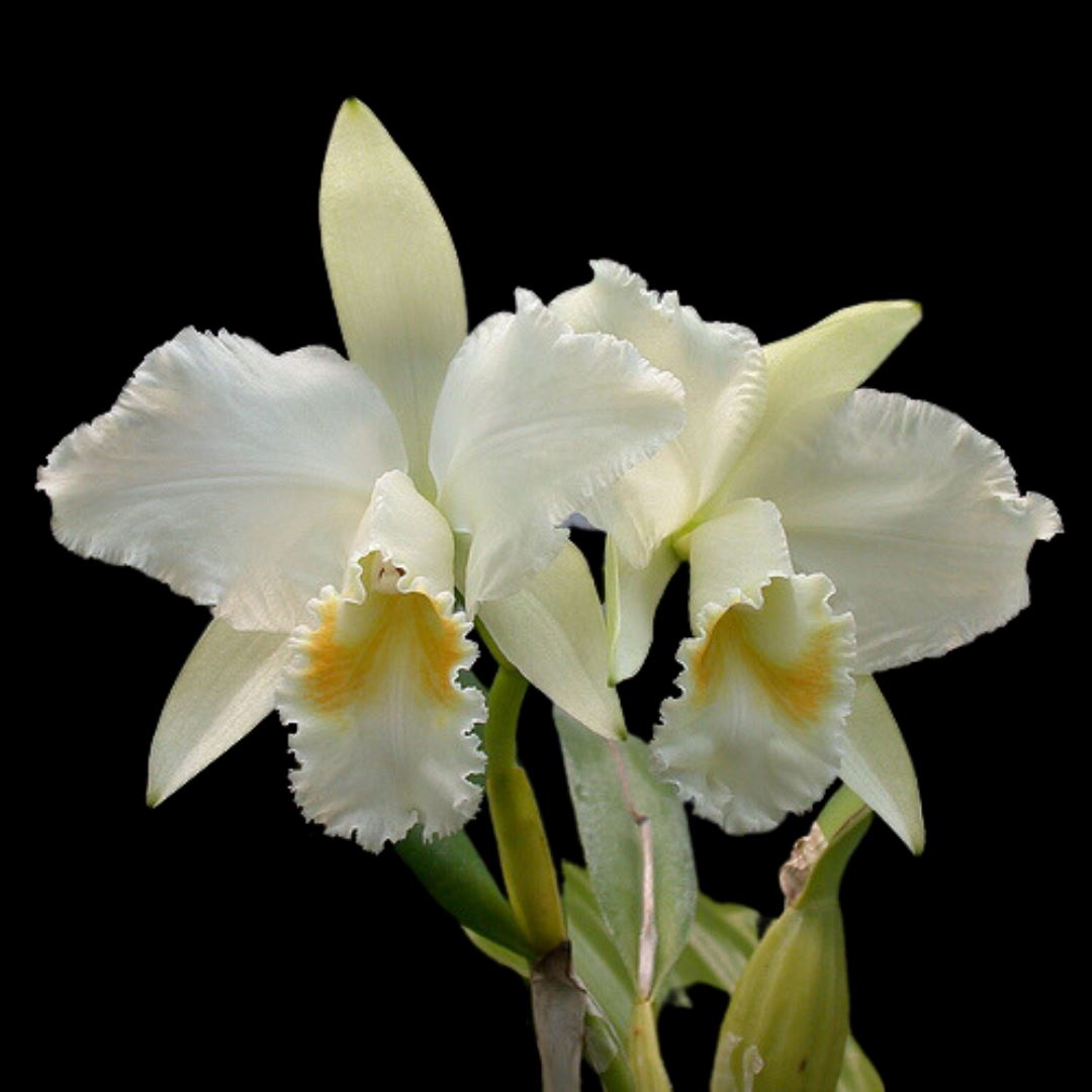 Cattleya mossiae var. alba Cattleya La Foresta Orchids var. alba 'Caliman' T4" in a 3.5" clay pot 