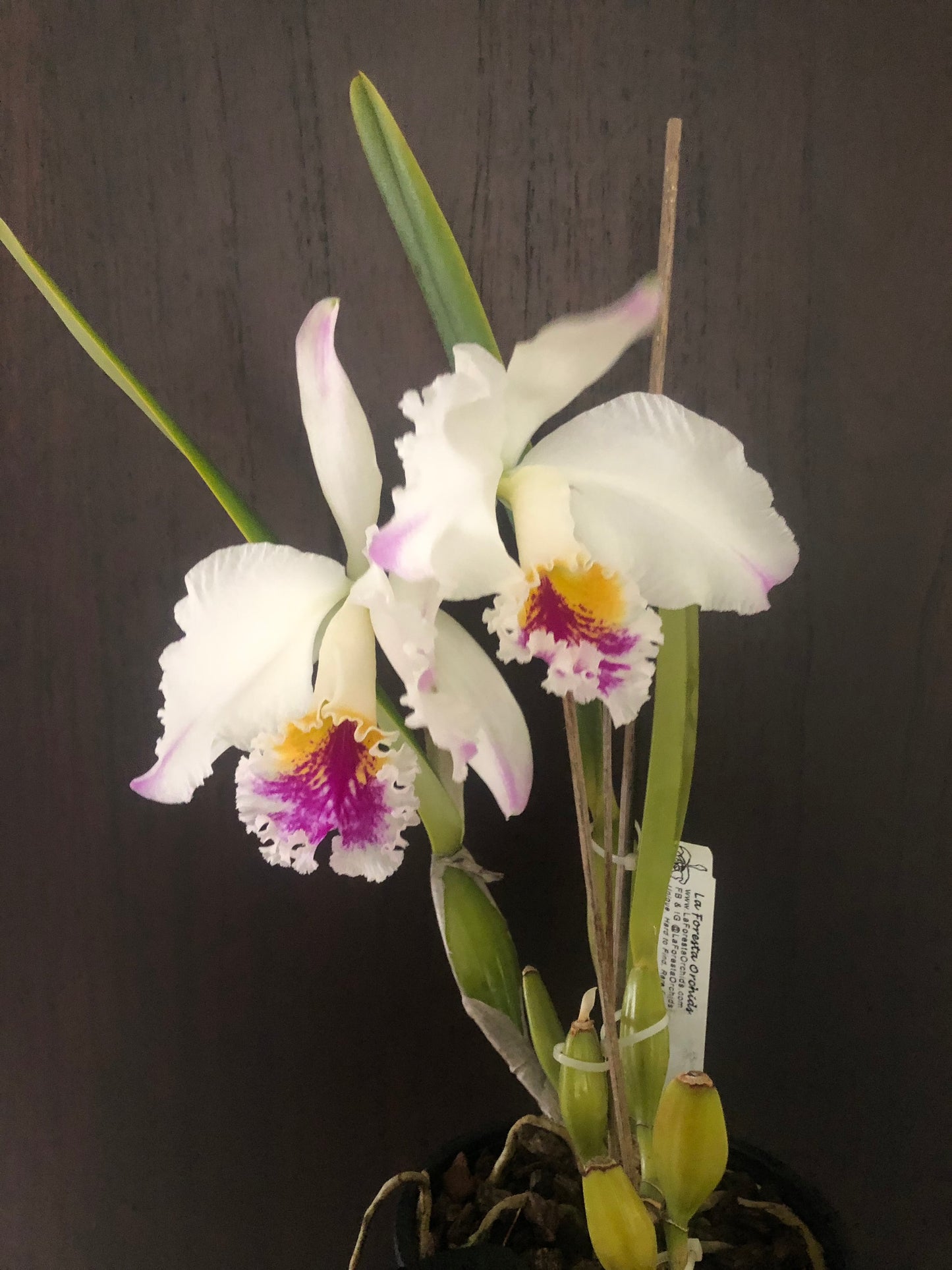 Cattleya mossiae var. semi alba Cattleya La Foresta Orchids